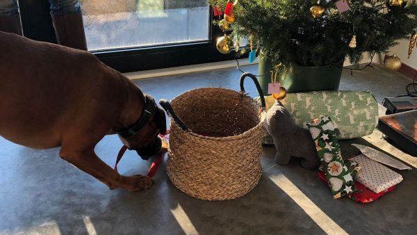 Hond snuffelt aan cadeautje bij de kerstboom