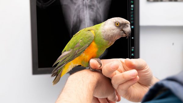 Papegaai in dierenkliniek met röntgenfoto op de achtergrond
