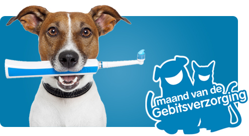 Maand van de Gebitsverzorging: hond houdt tandenborstel in zijn bek.