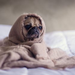 Kortsnuitige hond omhuld door een dekentje
