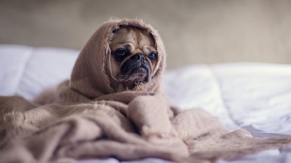 Kortsnuitige hond omhuld door een dekentje