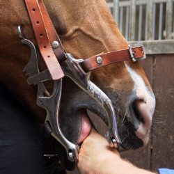 Het gebit van een paard wordt gecontroleerd door een dierenarts van dierenkliniek Utrechtse Heuvelrug.