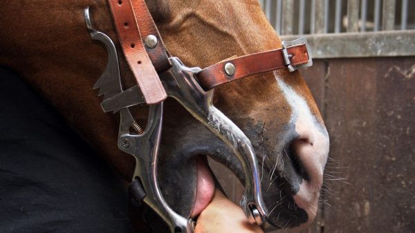 Het gebit van een paard wordt gecontroleerd door een dierenarts van dierenkliniek Utrechtse Heuvelrug.