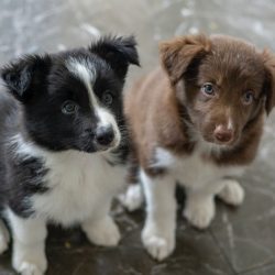 Twee heel lief kijkende Friese Stabij puppy's