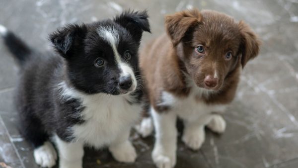 Twee heel lief kijkende Friese Stabij puppy's