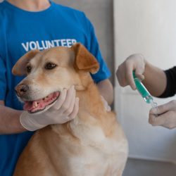 Vaccinatie van een hond